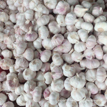 China Fresh Normal White Garlic Supplier For Paraguay